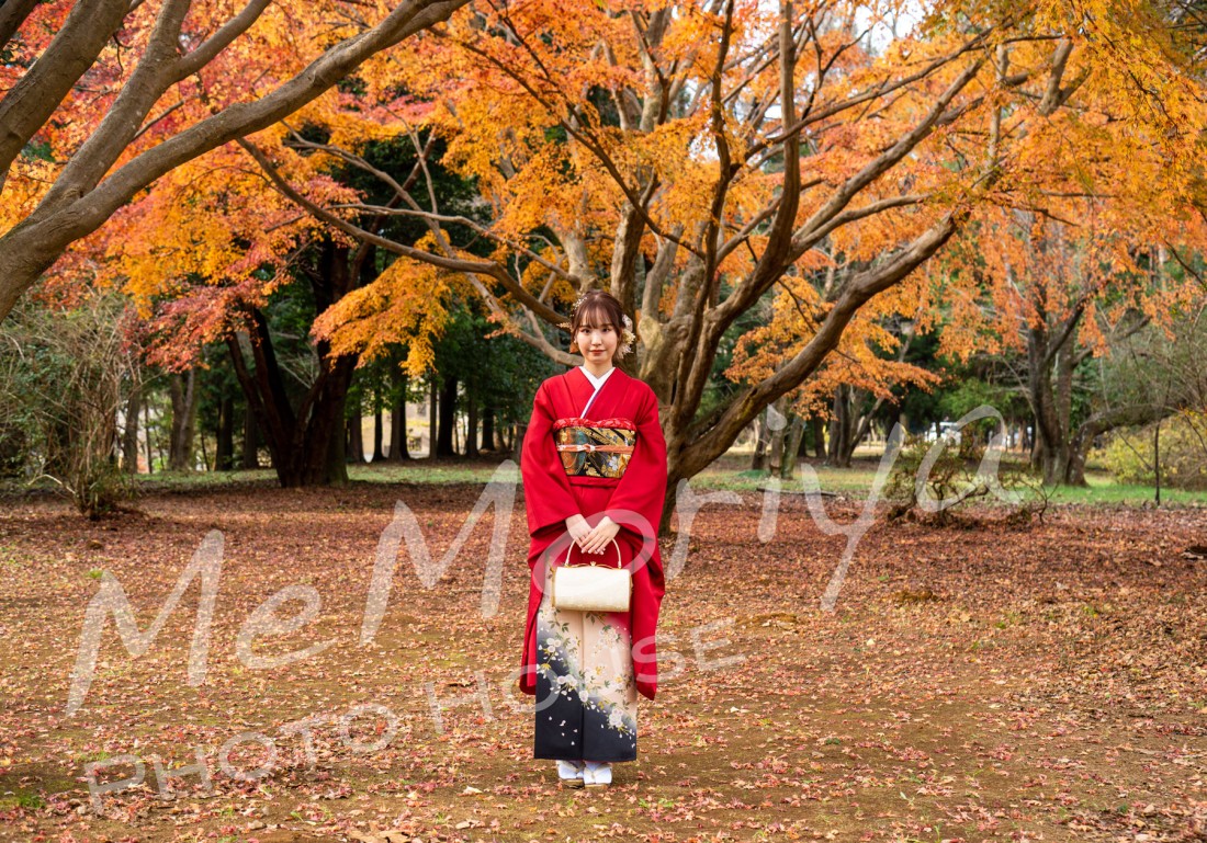 成人式前撮りのお客様が来店されました。今回、スタジオ＋公園プランをご希望でした。公園の楓の紅葉がピークを過ぎていましたが、ぎりぎり間に合いました。真紅の振袖はスタジオでも公園の楓の下でもフォトジェニック。