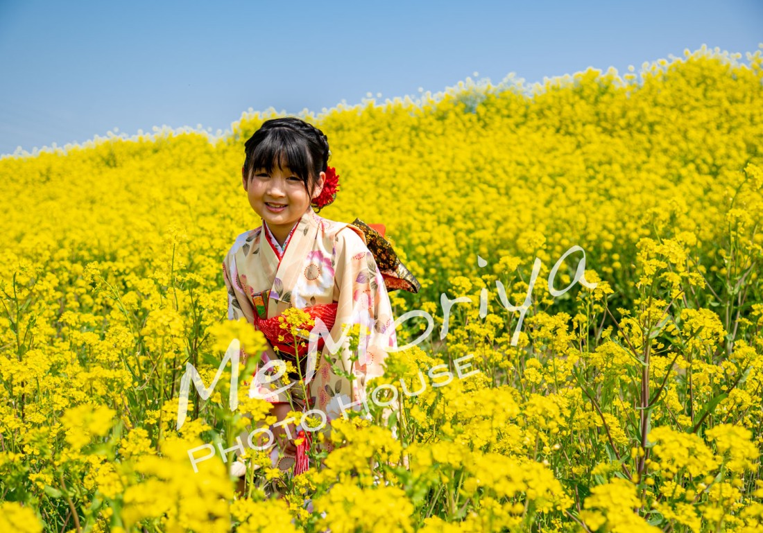 七五三の撮影に、7歳の少女と5歳の少年が来店されました。スタジオで撮影した後、近くの公園の桜と、守谷市の利根川堤防の菜の花畑での屋外撮影でした。広大な菜の花畑と青空という素晴らしい自然の中での撮影会でした。