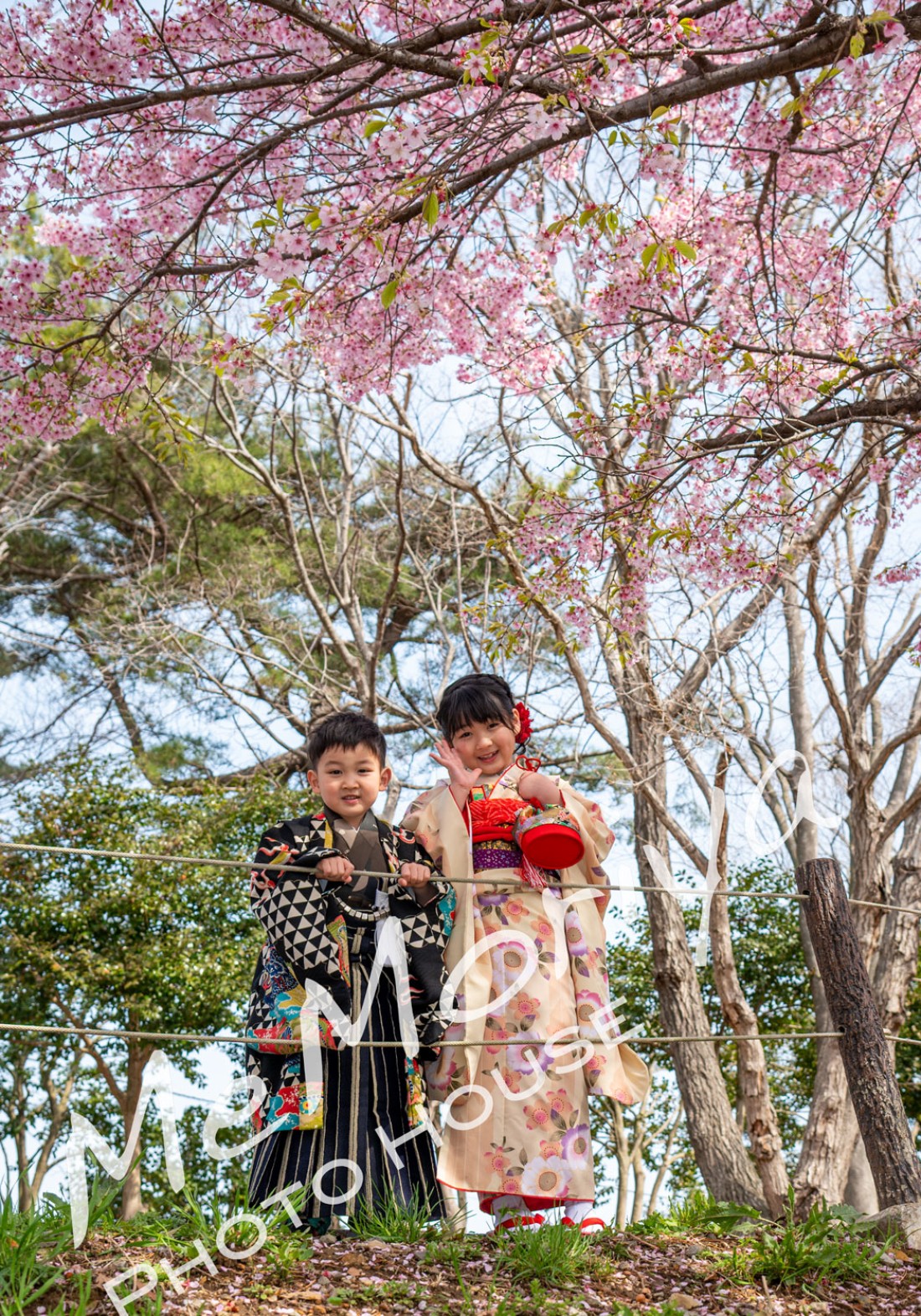 七五三の撮影に、7歳の少女と5歳の少年が来店されました。スタジオで撮影した後、近くの公園の桜と、守谷市の利根川堤防の菜の花畑での屋外撮影でした。広大な菜の花畑と青空という素晴らしい自然の中での撮影会でした。