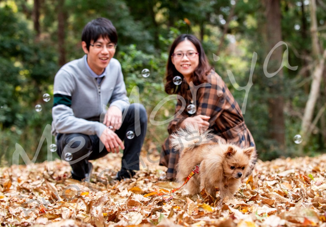 愛犬との撮影をご希望の若夫婦が来店されました。小さなポメラニアンですが、お話を伺うと、脳の病気で目が見えないとわかりながら引き取り、家族として育てているとのことでした。いつまで生きられるかわからないので、今のうちに記念撮影をというご意向でした。スタジオ撮影の後、森林公園に行きましたが、いままでぐったりしていたのに、落ち葉の中で元気に動き回り若夫婦も驚きでした。