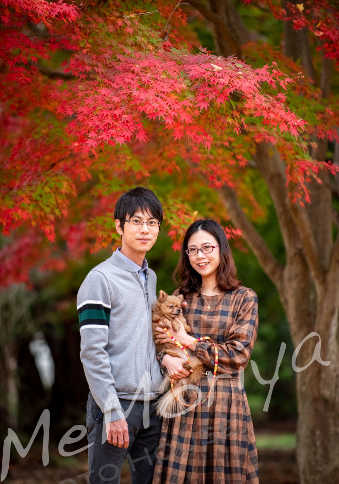 愛犬との撮影をご希望の若夫婦が来店されました。小さなポメラニアンですが、お話を伺うと、脳の病気で目が見えないとわかりながら引き取り、家族として育てているとのことでした。いつまで生きられるかわからないので、今のうちに記念撮影をというご意向でした。スタジオ撮影の後、森林公園に行きましたが、いままでぐったりしていたのに、落ち葉の中で元気に動き回り若夫婦も驚きでした。